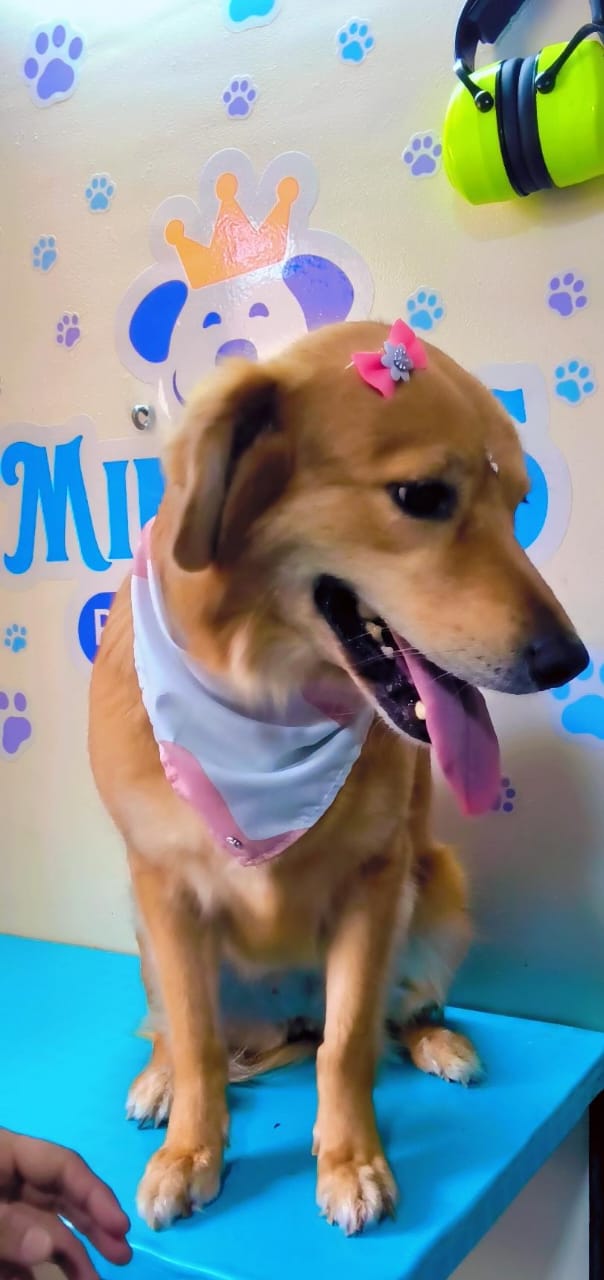Canela, recién peluqueada en Mimados