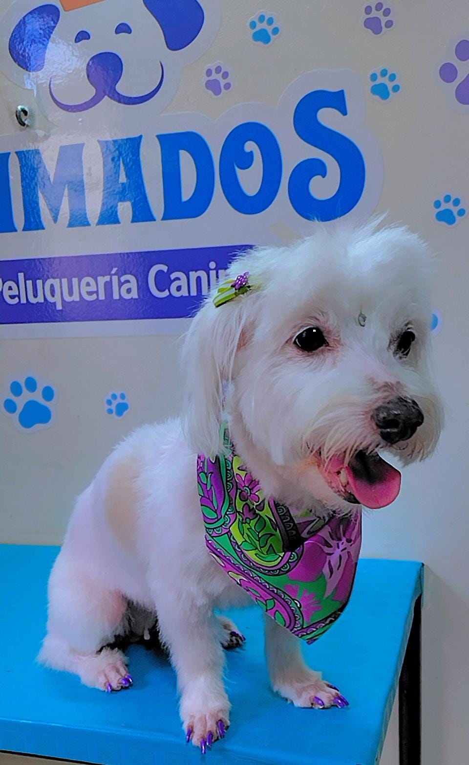 Princesa, recién peluqueada en Mimados